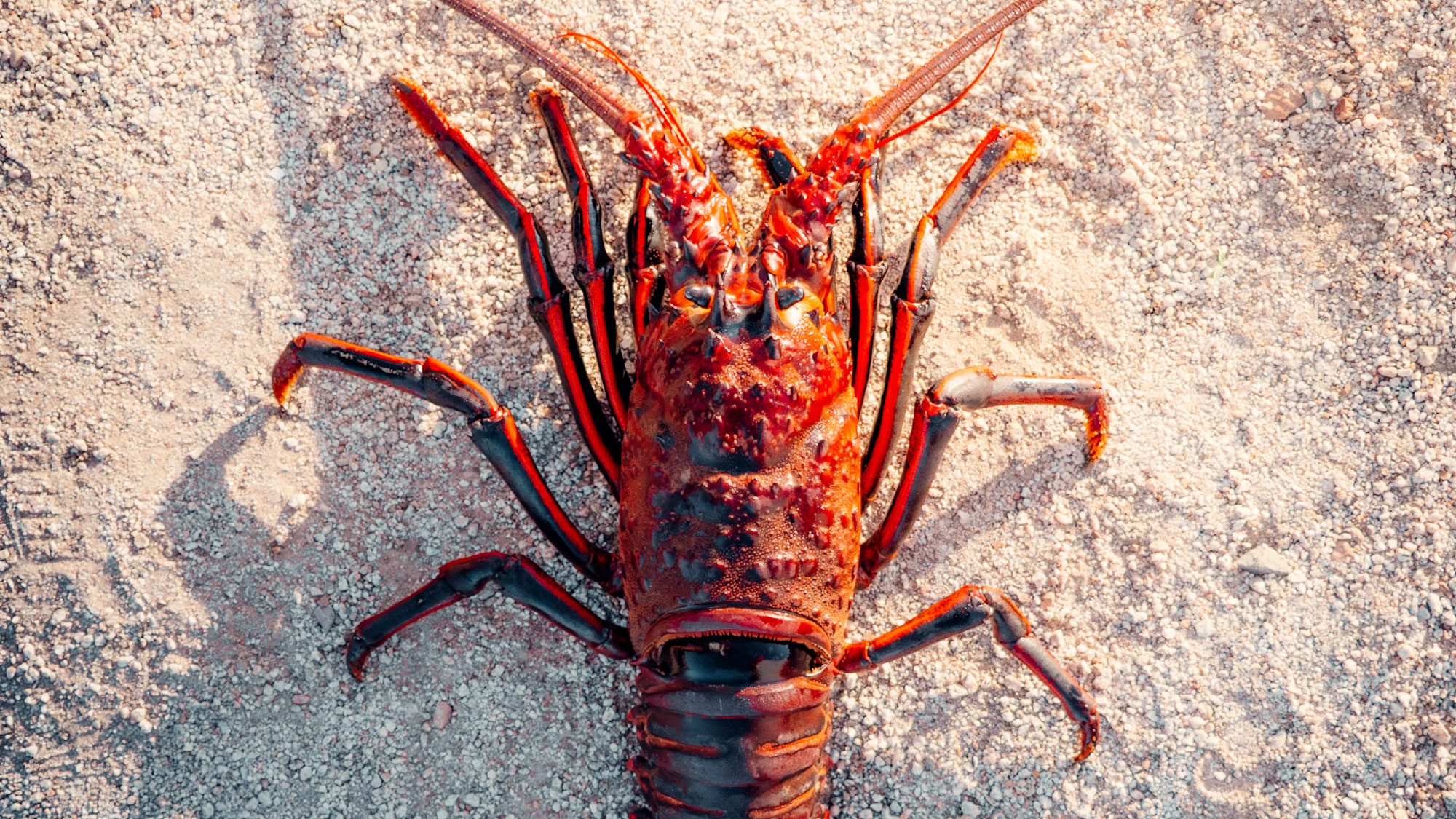 Lobster Diving